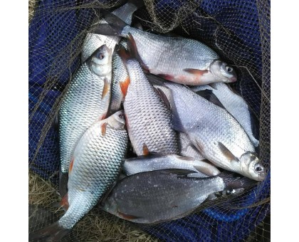 Рыбалка на Фидер весной на реке Оке